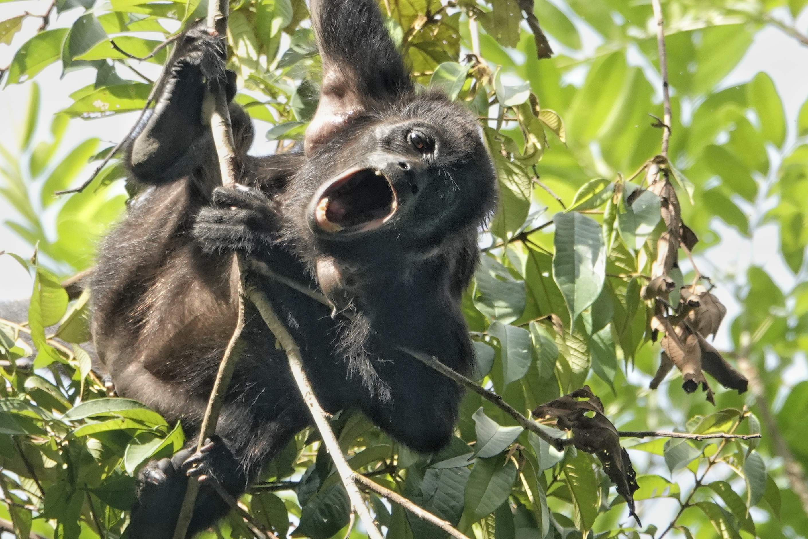 Singe hurleur dans la forêt